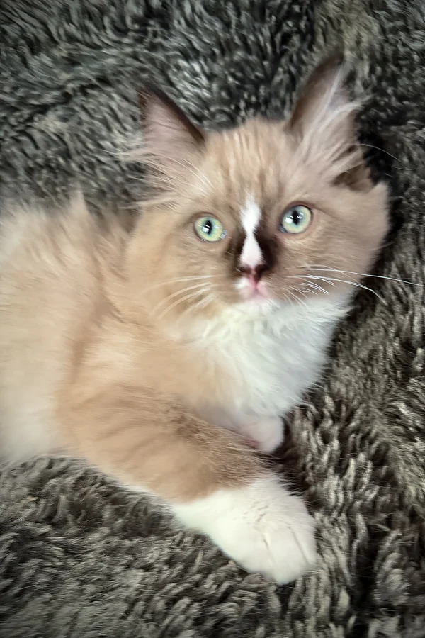 Ragdoll