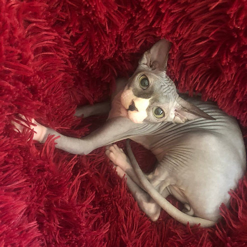 Sphynx